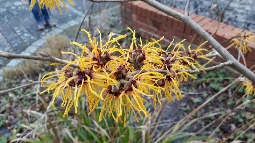 Hamamelis Barmstedt Gold - Blueten nah.JPG